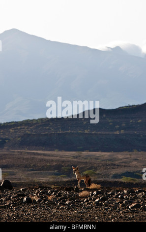 Ein Black-backed Schakal in Lava Felsen übersäte Land mit Mount Kulal dominiert die Skyline. Stockfoto