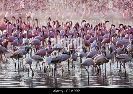 Kenia. Flamingos ernähren sich von Algen unter den heißen Quellen von Lake Bogoria, einer alkalischen See im Great Rift Valley Stockfoto