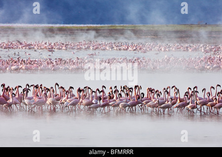 Kenia. Flamingos ernähren sich von Algen unter den heißen Quellen von Lake Bogoria, einer alkalischen See im Great Rift Valley Stockfoto