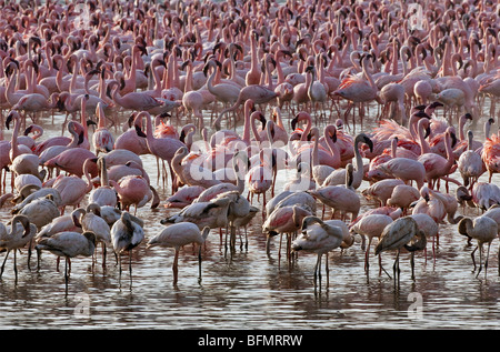 Kenia. Flamingos ernähren sich von Algen unter den heißen Quellen von Lake Bogoria, einer alkalischen See im Great Rift Valley Stockfoto