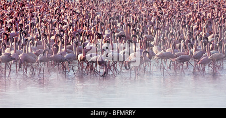 Kenia. Flamingos ernähren sich von Algen unter den heißen Quellen von Lake Bogoria, einer alkalischen See im Great Rift Valley Stockfoto