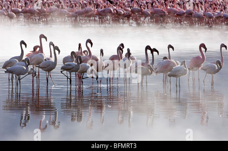 Kenia. Flamingos ernähren sich von Algen unter den heißen Quellen von Lake Bogoria, einer alkalischen See im Great Rift Valley Stockfoto