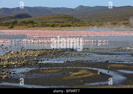 Kenia. Flamingos ernähren sich von Algen unter den heißen Quellen von Lake Bogoria, einer alkalischen See im Great Rift Valley Stockfoto