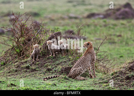 Kenia. Ein Gepard und ihre drei ein-Monat-alte Jungen Wachen aus Termitenhügel in Masai Mara National Reserve. Stockfoto