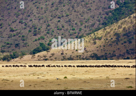 Kenia. Weißen bärtigen Gnu folgen während der jährlichen Migration in Linie entlang der Oloololo Böschung in Masai Mara National Reserve. Stockfoto