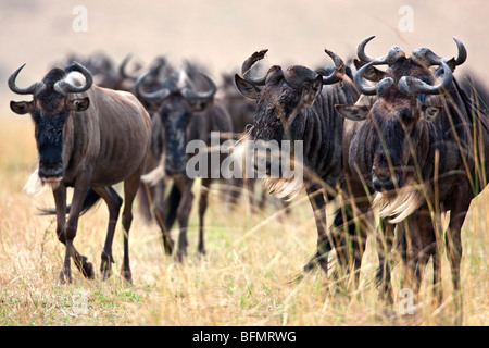 Kenia. White-bärtige Gnus unterwegs in Masai Mara National Reserve während ihrer jährlichen Wanderung. Stockfoto