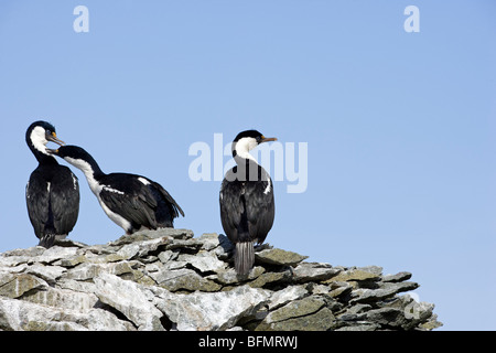 Antarktis, Half Moon Bay. Antarktis verlernt oder Shag, Phalacrocorax (Articeps) Bransfieldensis Bräutigam einander. Stockfoto