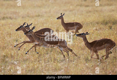 Kenia. Weibliche Impalas quer über die Prärie in Masai Mara National Reserve. Stockfoto