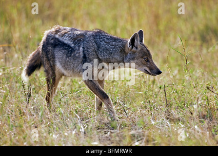 Kenia. Eine Seite-striped Jackal in Masai Mara National Reserve. Stockfoto