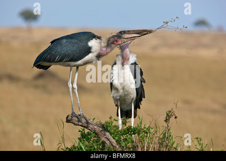 Kenia. Ein paar von Marabu Störche Streit über einen Zweig in Masai Mara National Reserve eine Nest zu bauen. Stockfoto