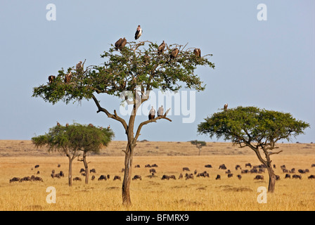 Kenia. Geier und ein Marabou Storch Schlafplatz in den Bäumen in der Nähe einer Herde Gnus in der Masai Mara National Reserve. Stockfoto