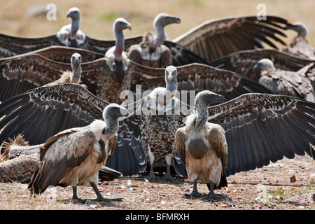 Kenia. Nach einer nassen Nacht verbreiten Rüppells Gänsegeier ihre Flügel zum Trocknen in der Sonne in Masai Mara National Reserve. Stockfoto