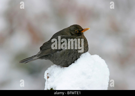 Amsel (Turdus Merula), weibliche sitzen im Schnee, Deutschland Stockfoto