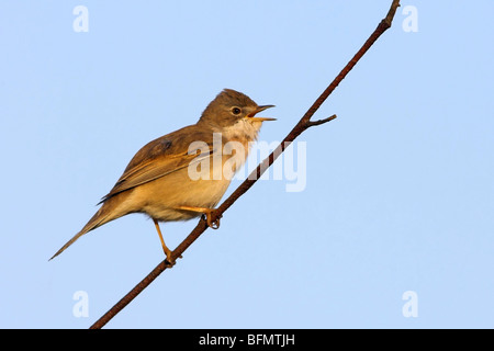 Whitethroat (Sylvia Communis), singen, sitzt auf einem Zweig, Deutschland Stockfoto