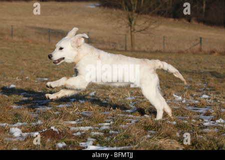 Golden Retriever (Canis Lupus F. Familiaris), 5 Monate alten Welpen über eine Wiese laufen Stockfoto