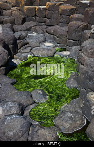 Großbritannien, Nordirland, Antrim, Aird, Felsenpool und Basalt Felsen an die Giants Causeway. Stockfoto