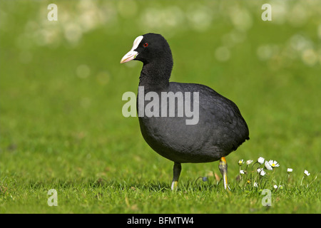 schwarzen Blässhuhn (Fulica Atra), zu Fuß über eine Wiese, USA, Florida, Everglades Nationalpark Stockfoto