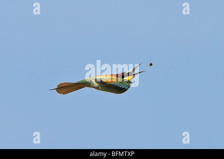 Europäische Biene-Esser (Merops Apiaster), fangen eine Biene im Flug, Deutschland Stockfoto