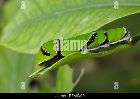 Gemeinsamen Mormone (Papilio Polytes). Raupe auf einem Citrus Blatt. Stockfoto