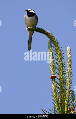 Trauerschnäpper Bachstelze (Motacilla Alba), sitzt auf einem Baum, Deutschland Stockfoto