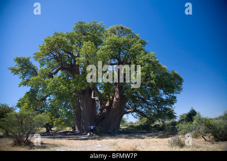 Botswana, Makgadikgadi. Ein Tourist an der Basis der tausend-jährige Chapman Baobab. (MR) Stockfoto