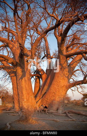 Botswana, Makgadikgadi. Eine junge Dame an der Basis der tausend-jährige Chapman Baobab. Stockfoto