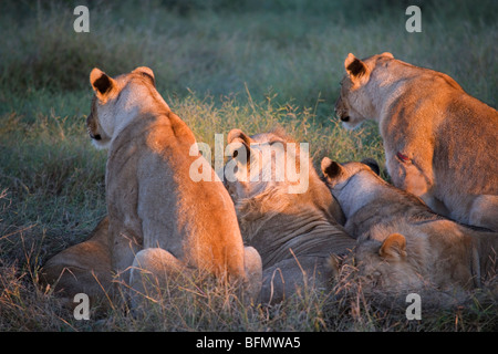 Südafrika; Nordwestprovinz; Madikwe Wildreservat. Ein Rudel Löwen beobachten eine fernere Herde von Impala bei Sonnenaufgang. Stockfoto