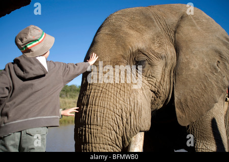 Südafrika, North West Province, Letsatsing Game Reserve. Ein Junge erreicht nach vorne um die Elefanten Stirn (MR) streicheln Stockfoto