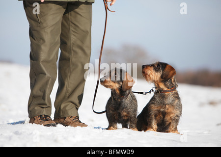 Rauhaar Dackel, Rauhhaar Dackel, Haushund (Canis Lupus F. Familiaris) Mann zu Fuß, Hunde im Schnee, Keim Stockfoto