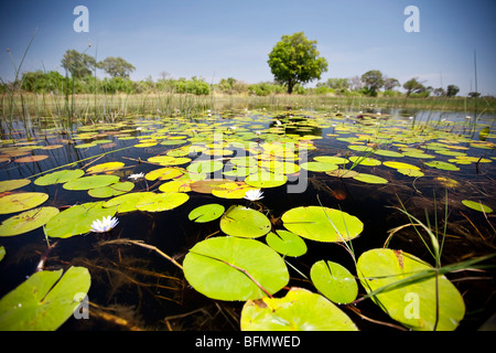 Botswana Okavangodelta. Lilien bedecken die Oberfläche von dem kristallklaren Wasser des Okavango Deltas. Stockfoto