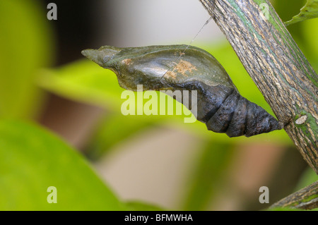 Gemeinsamen Mormone (Papilio Polytes). Puppe auf einem Citrus Blatt. Stockfoto