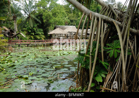 Sabah State Museum Botanischer Garten & Pandanus Pulcher Palm oder Schraube Kiefer mit Stelzen Wurzeln, Kota Kinabalu, Sabah Malaysia Borneo Stockfoto