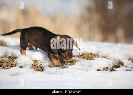 Rauhaar Dackel, Rauhhaar Dackel, Haushund (Canis Lupus F. Familiaris), zwei 9 Wochen alten Welpen zu Fuß durch Stockfoto