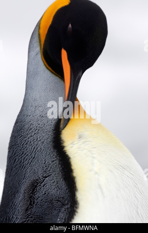 Südgeorgien und die Südlichen Sandwichinseln Südgeorgien, Cumberland Bay Grytviken. Detail der Königspinguin. Stockfoto