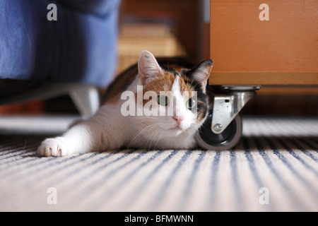 Hauskatze, Hauskatze, Europäisch Kurzhaar (Felis Silvestris F. Catus), 7 Jahre alte Katze liegend vor einem Sofa auf einem Teppich Stockfoto