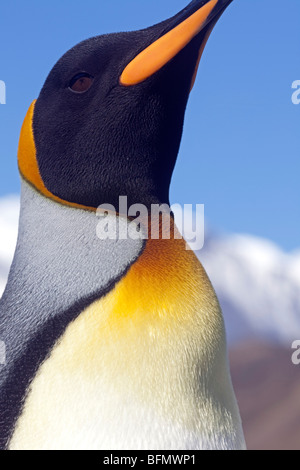 Südgeorgien und die Südlichen Sandwichinseln Südgeorgien, Cumberland Bay Grytviken. Detail der Königspinguin. Stockfoto