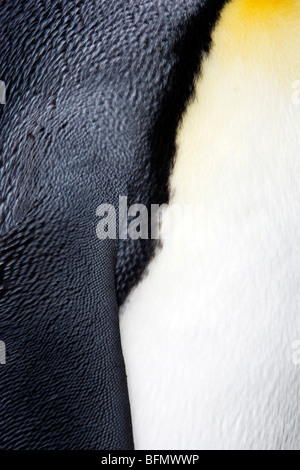 Südgeorgien und die Südlichen Sandwichinseln Südgeorgien, Cumberland Bay Grytviken. Detail der Königspinguin. Stockfoto