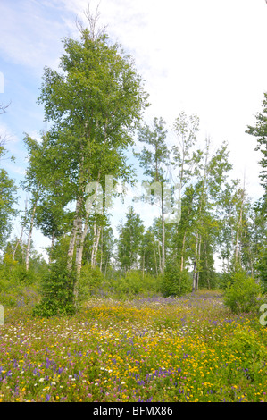 Felder von Wildblumen in der Nähe von Dorion und Ouimet Ontario Kanada Stockfoto