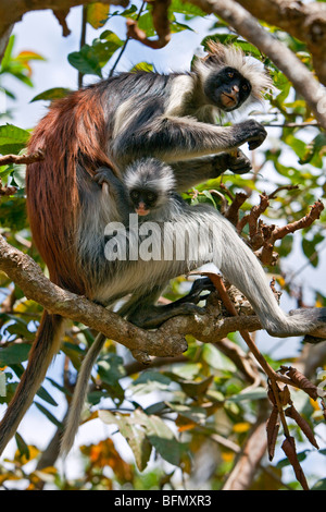 Tansania, Sansibar. Ein Zanzibar roten Colobus-Affen und Baby im Jozani Forest Südosten von Stone Town. Stockfoto