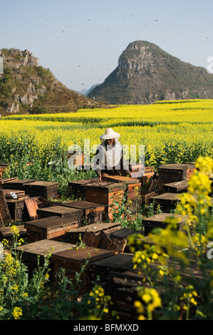 China, Yunnan Provinz, teilnehmen, Raps Blumen in voller Blüte, ein Imker auf einer Honig-Farm Stockfoto