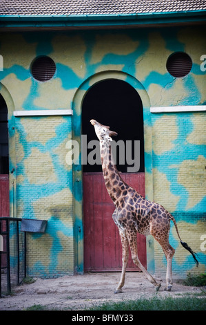 China, Peking, eine Giraffe im Zoo von Peking Stockfoto