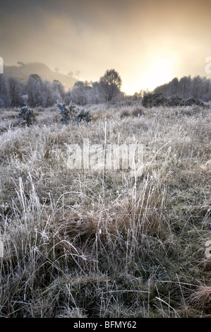 Raureif bedeckt Tress in scotaland Stockfoto