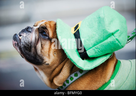 USA, New York State, New York City, Manhattan, einen Hund im irischen Kostüm, St. Patricks Day feiern, 5th Avenue. Stockfoto