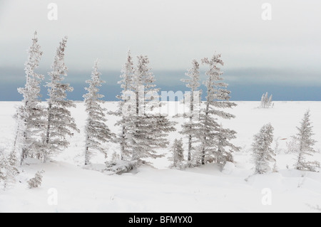 Verkümmerte Fichten entlang Küste der Hudson Bay im frühen Winter Schneesturm, Churchill, Manitoba, Kanada Stockfoto