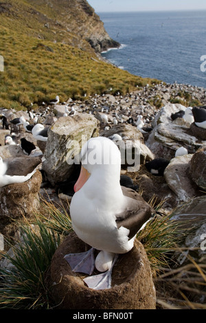Falkland-Inseln; West Point Insel. Black-browed Albatross Inkubation Ei in einer Klippe Kolonie geteilt mit Rockhopper Penguins. Stockfoto