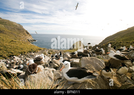 Falkland-Inseln; West Point Insel. Black-browed Albatross Inkubation Ei in einer Klippe Kolonie geteilt mit Rockhopper Penguins. Stockfoto