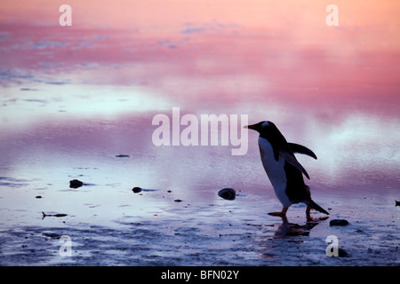 Falkland-Inseln. Gentoo Penguns (Pygoscelis Papua) auf "Pinguin-Autobahn" zwischen Meer und Rookery Bluff Cove. Stockfoto