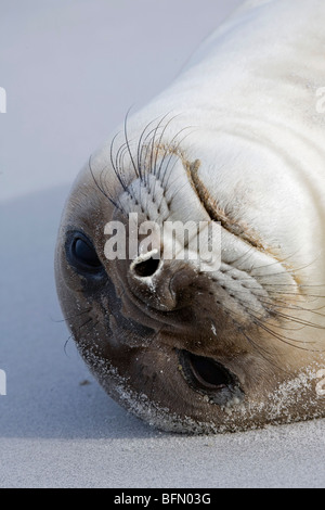 Falkland-Inseln, Sea Lion Island. Porträt von Elephant Seal Pup am Strand liegen. Stockfoto