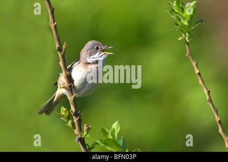 Whitethroat (Sylvia Communis), singen, sitzt auf einem Zweig, Deutschland Stockfoto