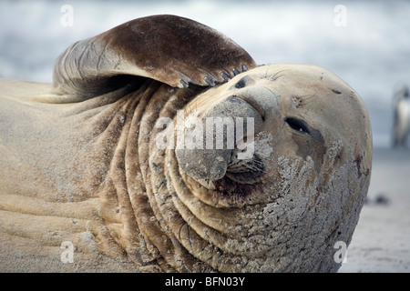 Falkland-Inseln, Sea Lion Island. Männlichen See-Elefanten seinen Kopf kratzen. Stockfoto